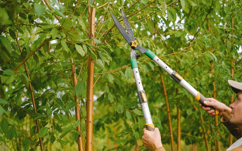 Tree trimming in Janesville, CA
